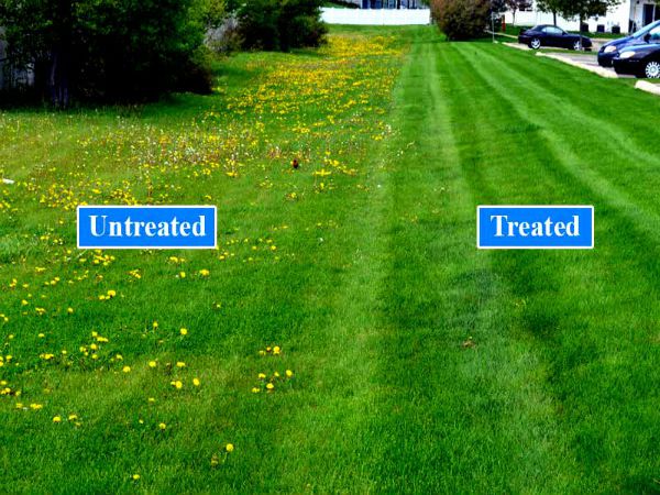 Broadleaf-weed-control-before-and-after-treated-and-untreated-1